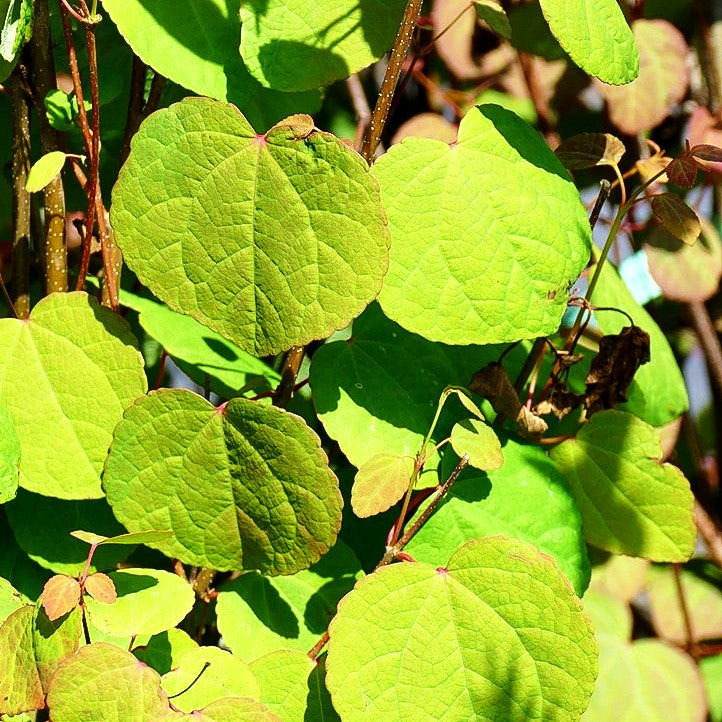 Kuchenbaum (Cercidiphyllum japonicum)