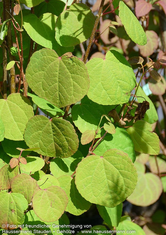 Kuchenbaum (Cercidiphyllum japonicum)