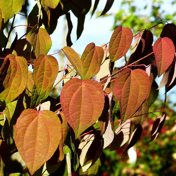 Kuchenbaum (Cercidiphyllum japonicum)