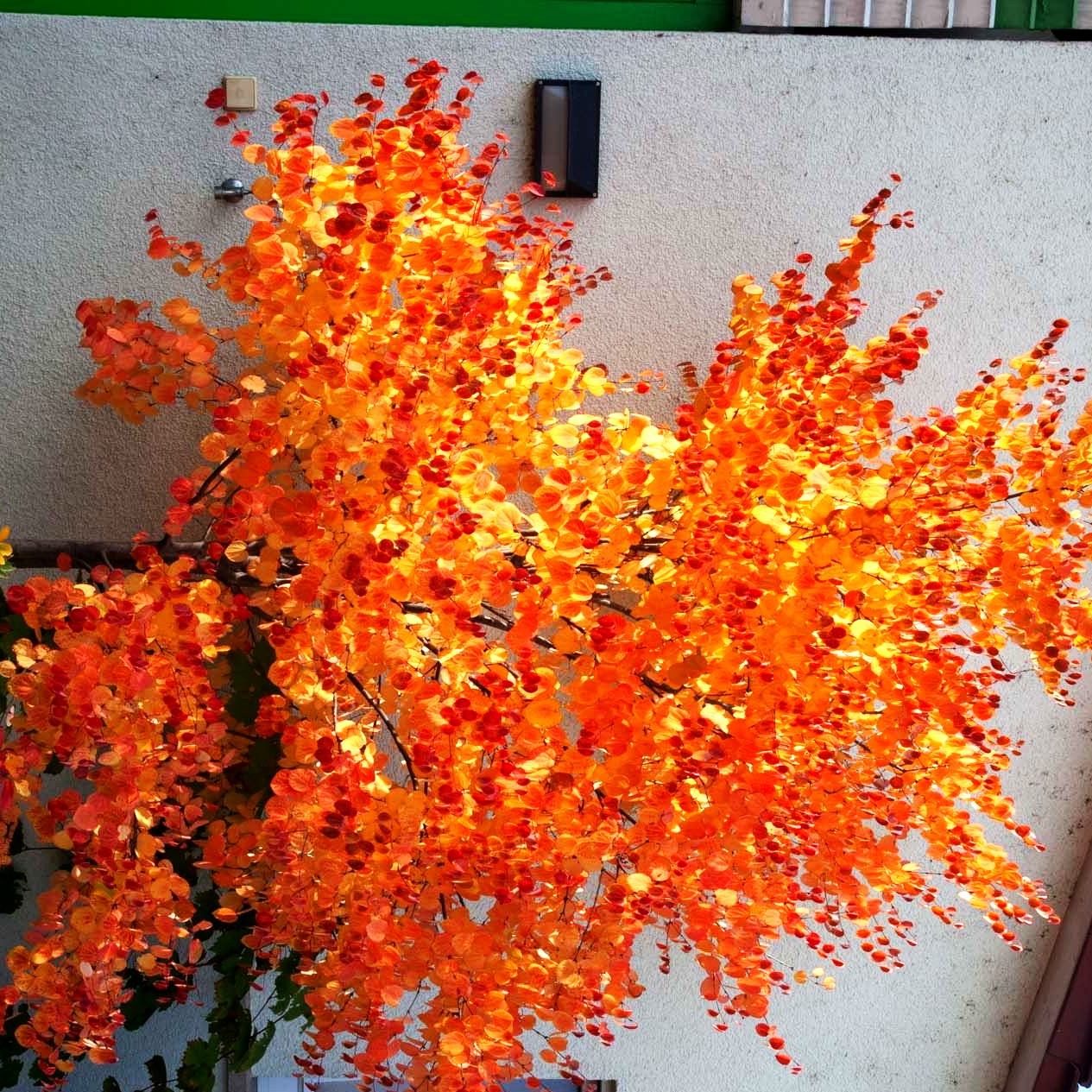 Kuchenbaum (Cercidiphyllum japonicum)