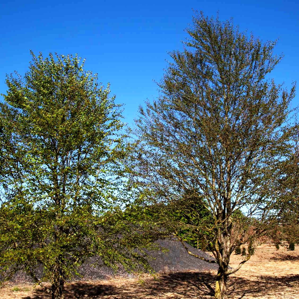 Kuchenbaum (Cercidiphyllum japonicum)