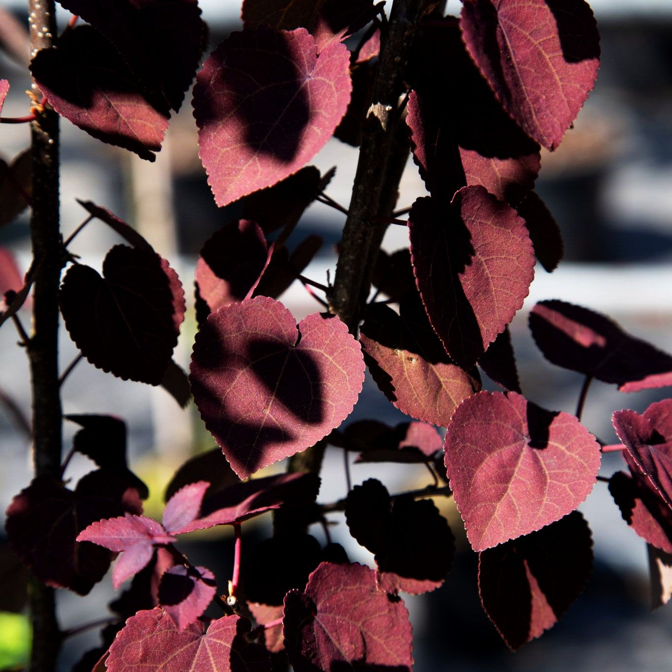 Kuchenbaum 'Rotfuchs' (Cercidiphyllum japonicum)
