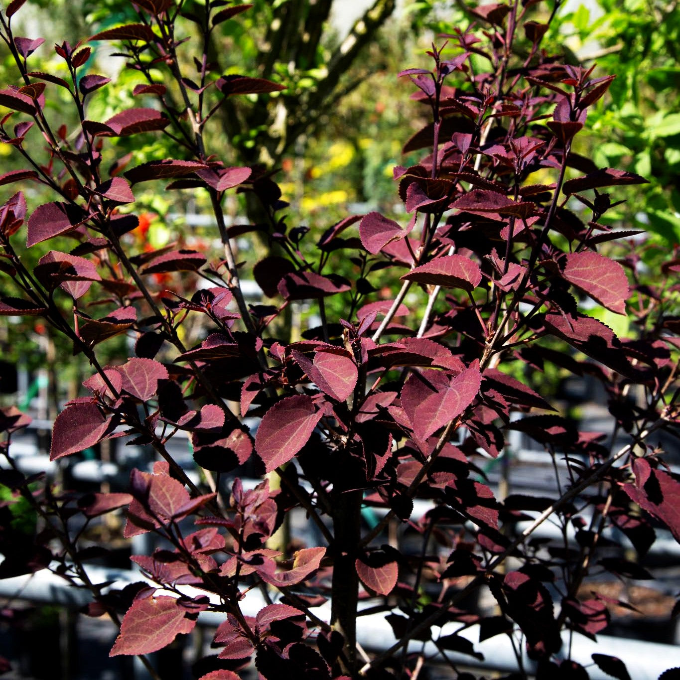 Kuchenbaum 'Rotfuchs' (Cercidiphyllum japonicum)