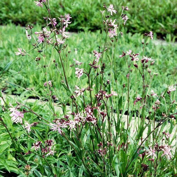 Kuckucks-Lichtnelke (Lychnis flos-cuculi)