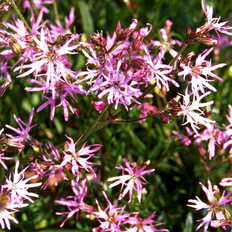 Kuckucks-Lichtnelke (Lychnis flos-cuculi)