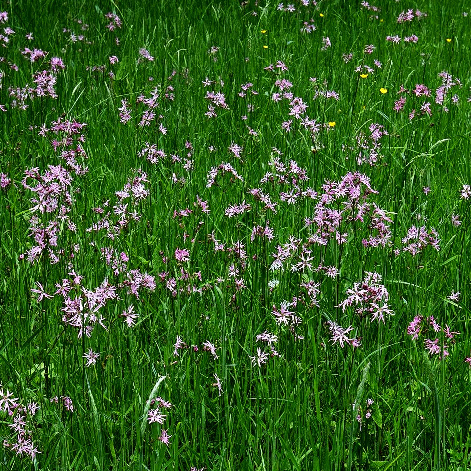 Kuckucks-Lichtnelke (Lychnis flos-cuculi)
