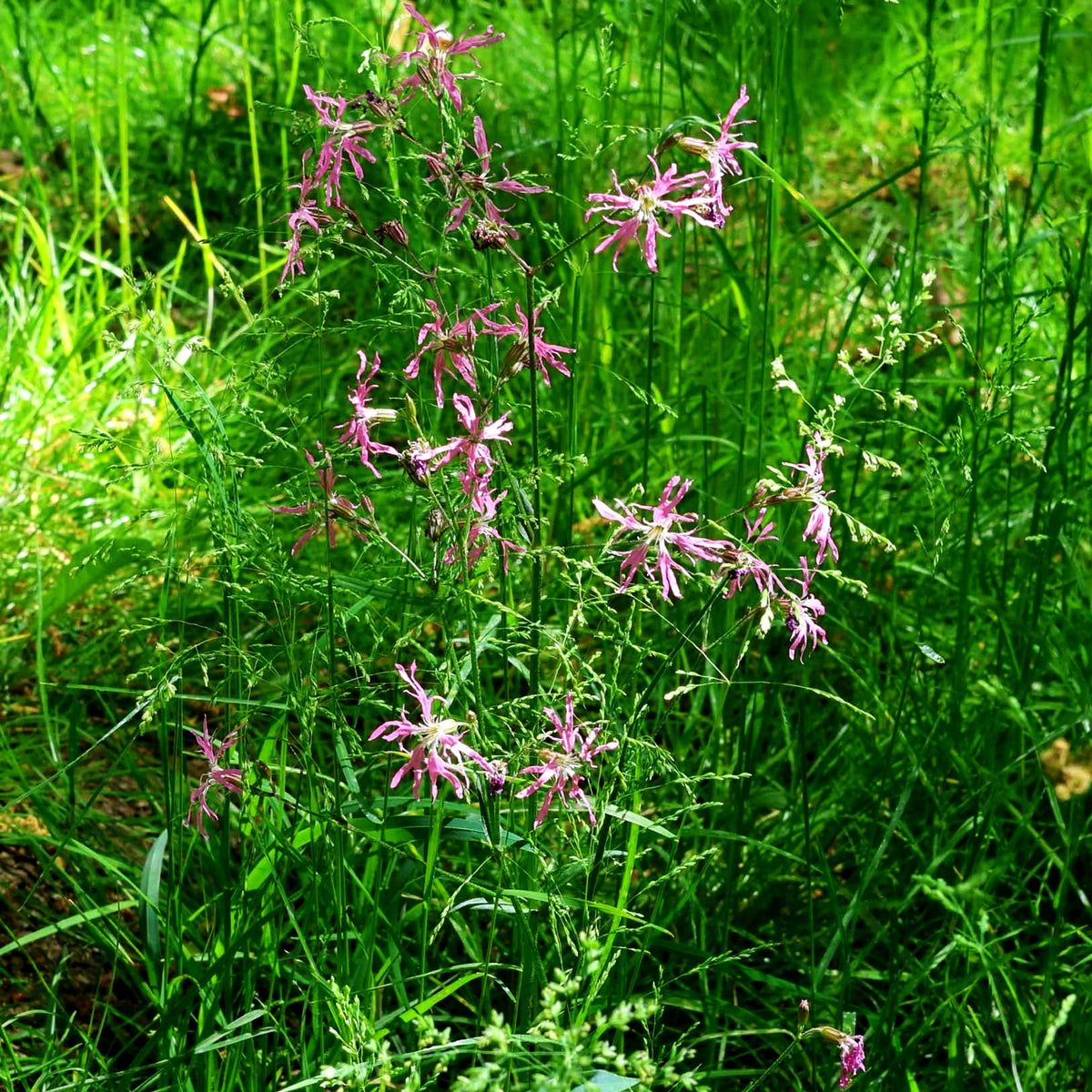 Kuckucks-Lichtnelke (Lychnis flos-cuculi)