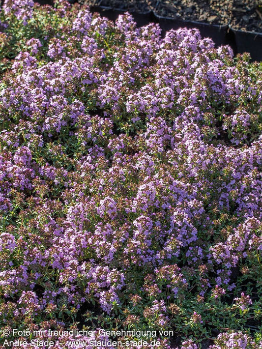Kümmel-Thymian (Thymus herba-barona)
