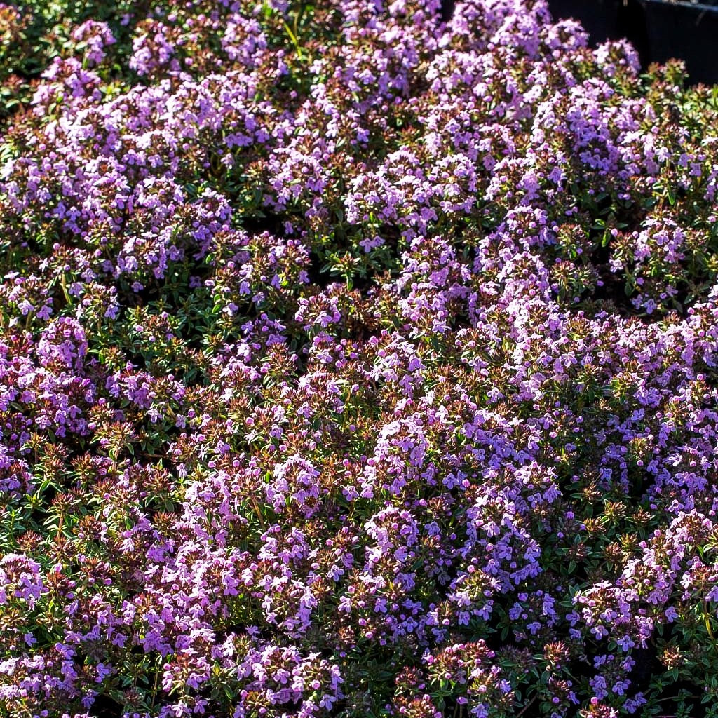 Kümmel-Thymian (Thymus herba-barona)