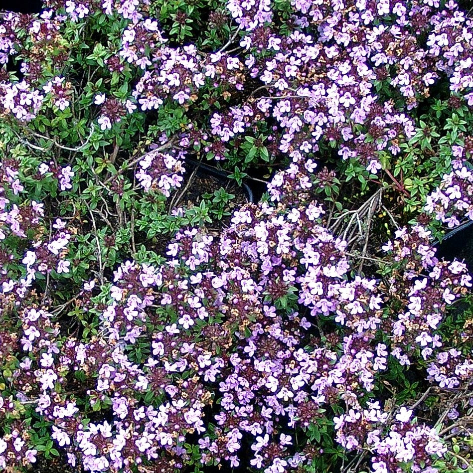 Kümmel-Thymian (Thymus herba-barona)