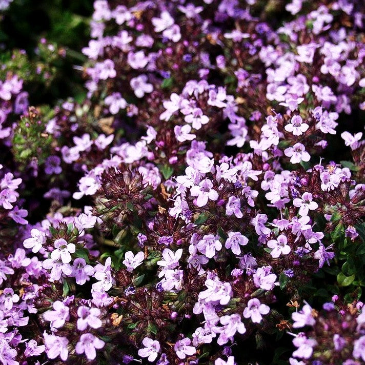 Kümmel-Thymian (Thymus herba-barona)