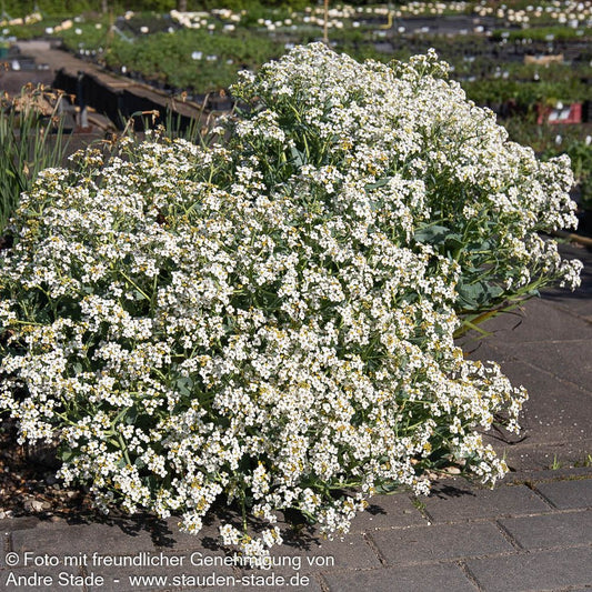 Küsten-Meerkohl (Crambe maritima)