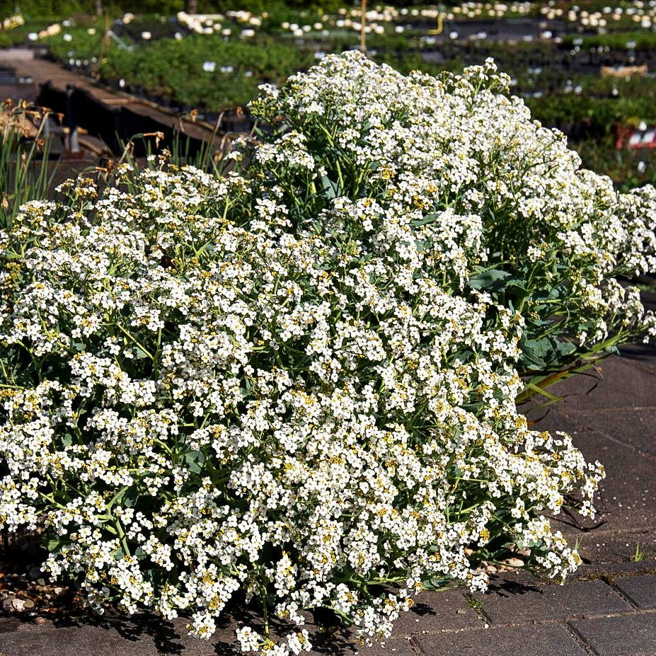 Küsten-Meerkohl (Crambe maritima)