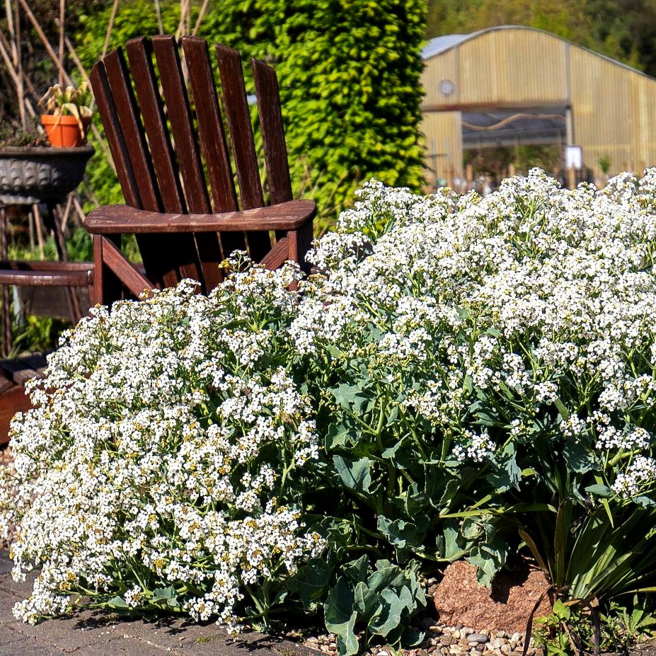 Küsten-Meerkohl (Crambe maritima)