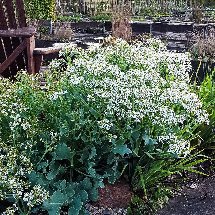 Küsten-Meerkohl (Crambe maritima)