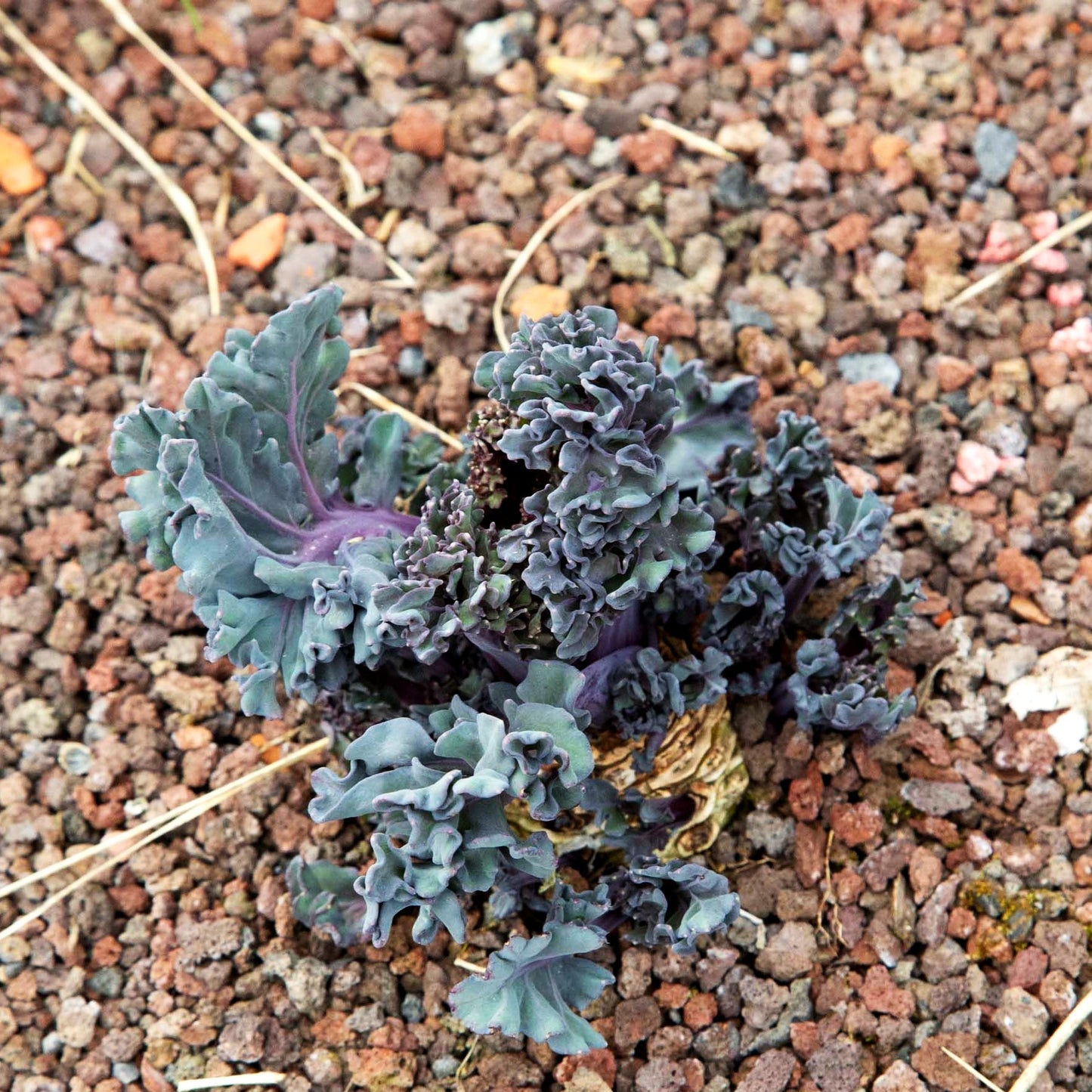 Küsten-Meerkohl (Crambe maritima)