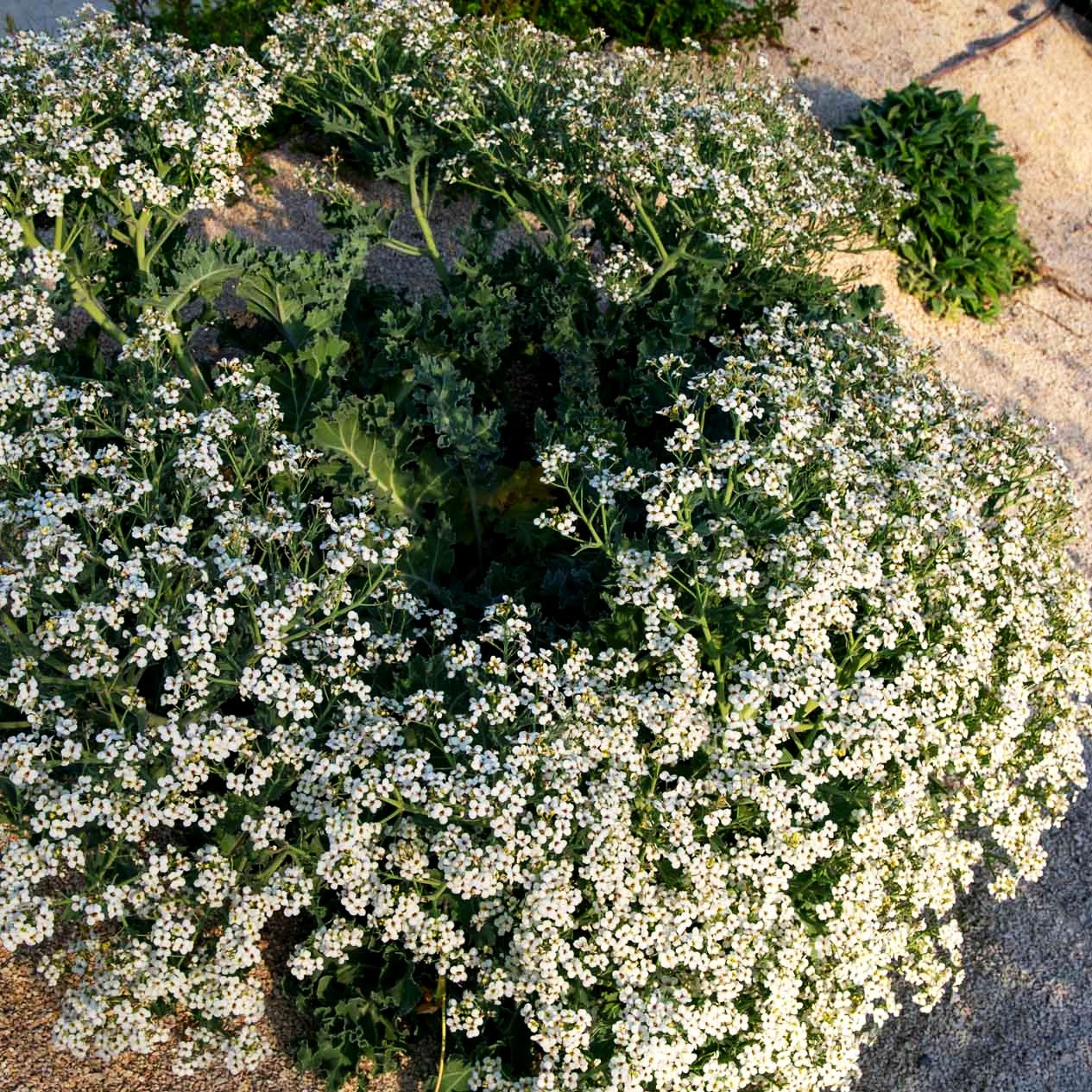 Küsten-Meerkohl (Crambe maritima)