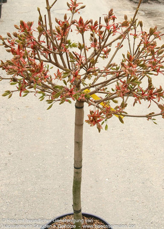 Kugel-Ahorn 'Globosum' (Acer platanoides)