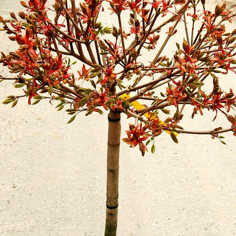 Kugel-Ahorn 'Globosum' (Acer platanoides)