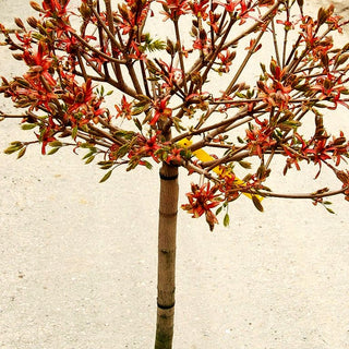 Kugel-Ahorn 'Globosum' (Acer platanoides)