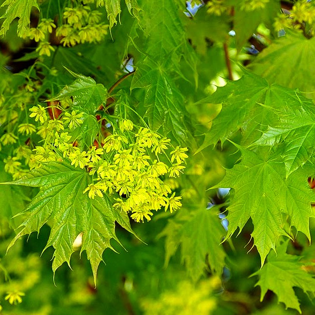 Kugel-Ahorn 'Globosum' (Acer platanoides)