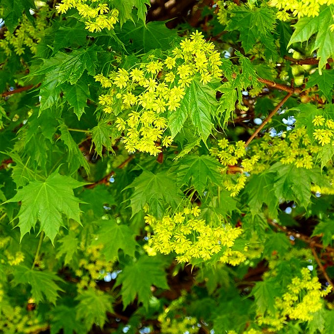 Kugel-Ahorn 'Globosum' (Acer platanoides)