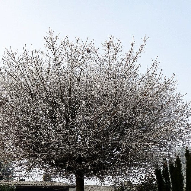 Kugel-Ahorn 'Globosum' (Acer platanoides)