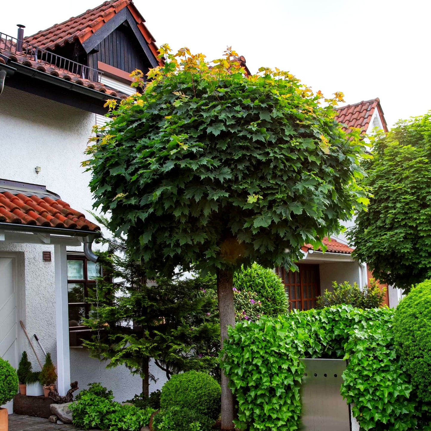 Kugel-Ahorn 'Globosum' (Acer platanoides)