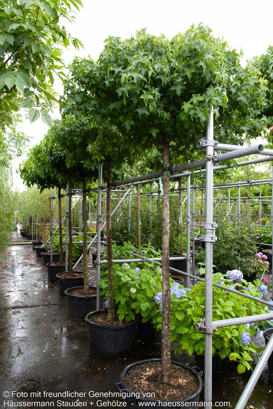 Kugel-Amberbaum 'Gumball' (Liquidambar styraciflua)