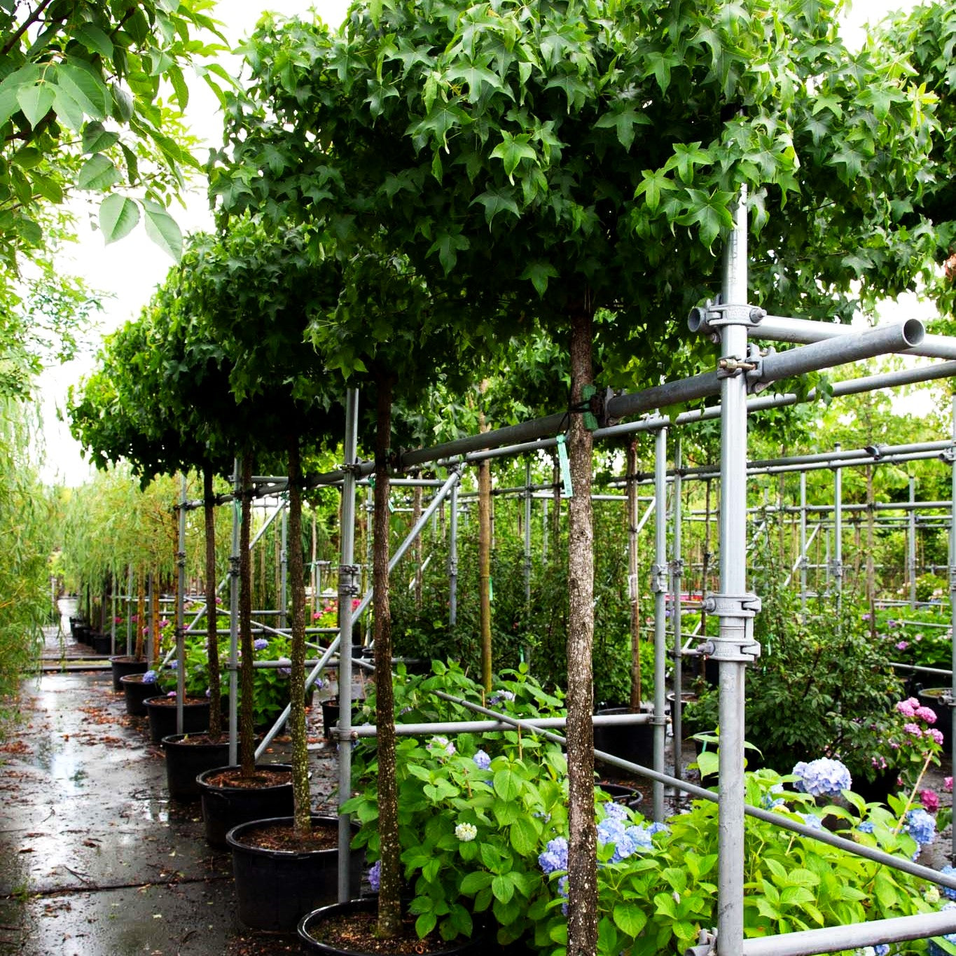 Kugel-Amberbaum 'Gumball' (Liquidambar styraciflua)