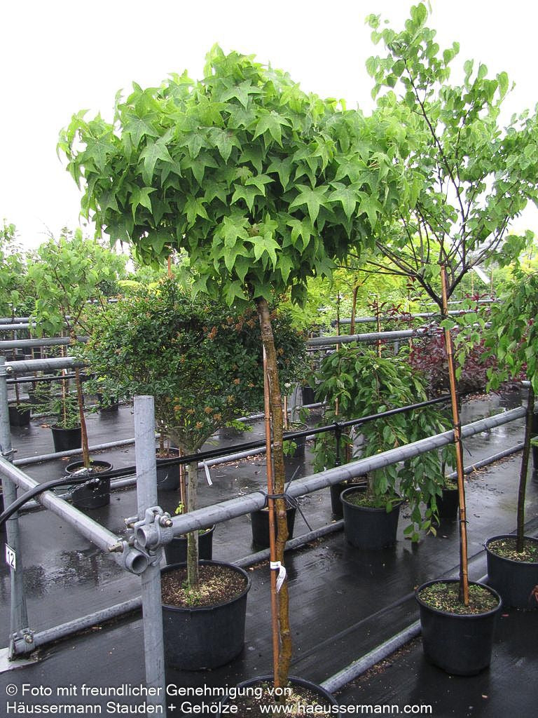 Kugel-Amberbaum 'Gumball' (Liquidambar styraciflua)