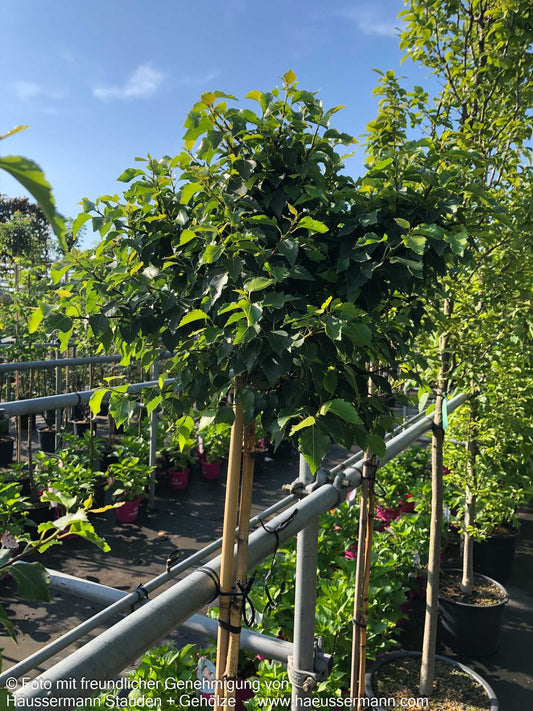 Kugel-Birke 'Magical Globe' (Betula pendula)