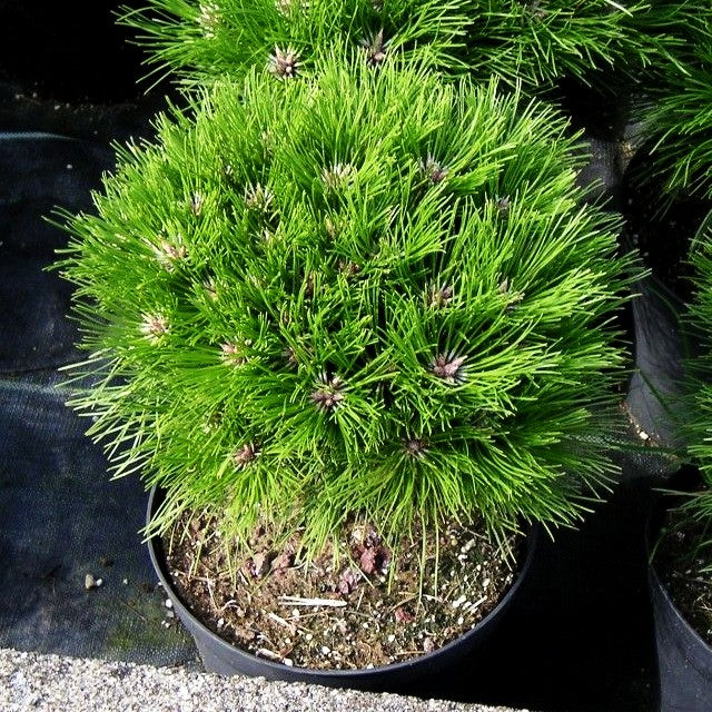 Kugel-Kiefer 'Marie Bregeon' (Pinus nigra)