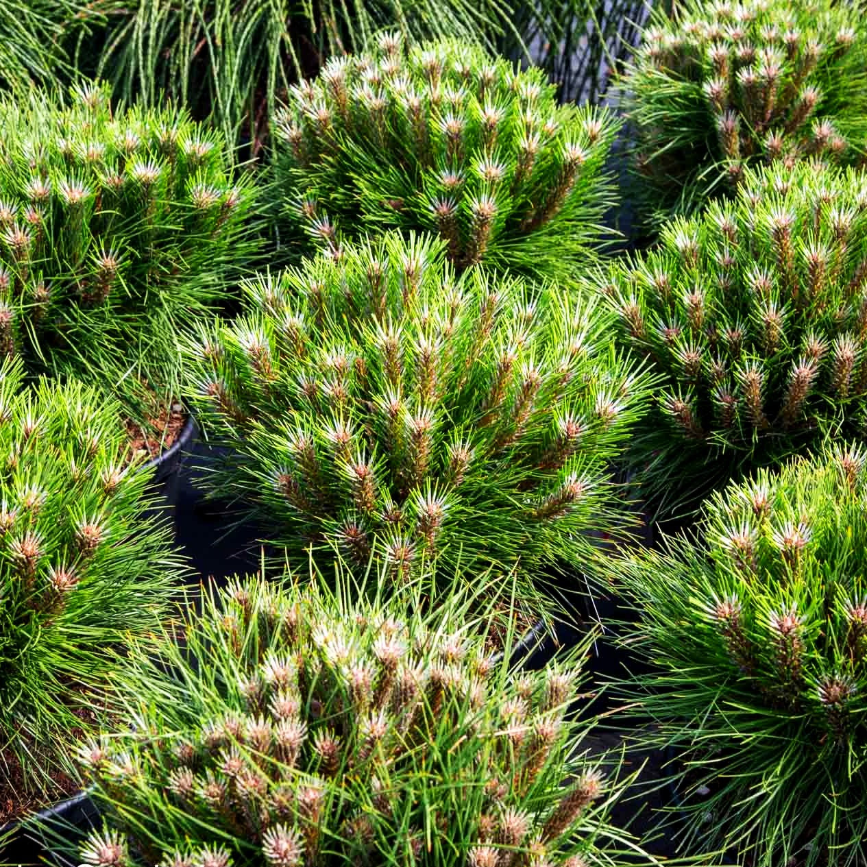 Kugel-Kiefer 'Marie Bregeon' (Pinus nigra)
