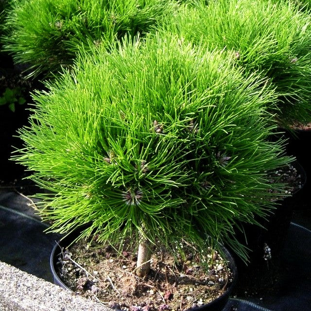 Kugel-Kiefer 'Marie Bregeon' (Pinus nigra)