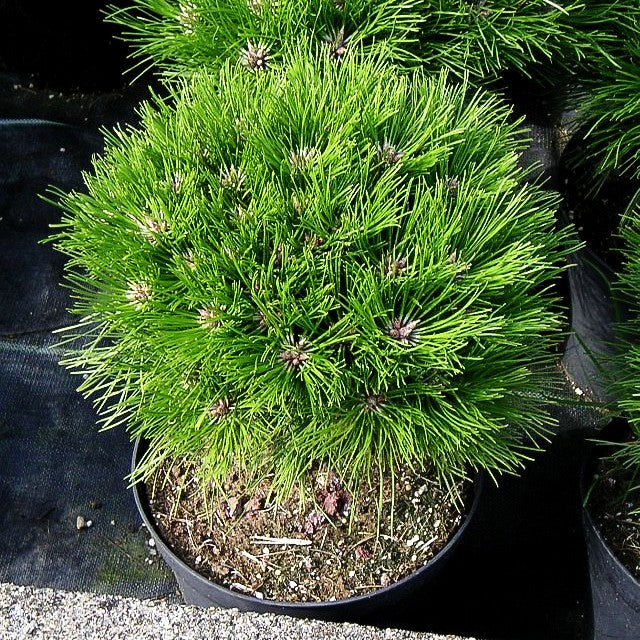 Kugel-Kiefer 'Marie Bregeon' (Pinus nigra)