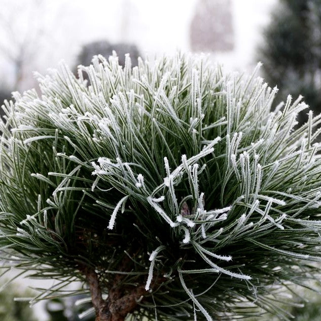 Kugel-Kiefer 'Marie Bregeon' (Pinus nigra)