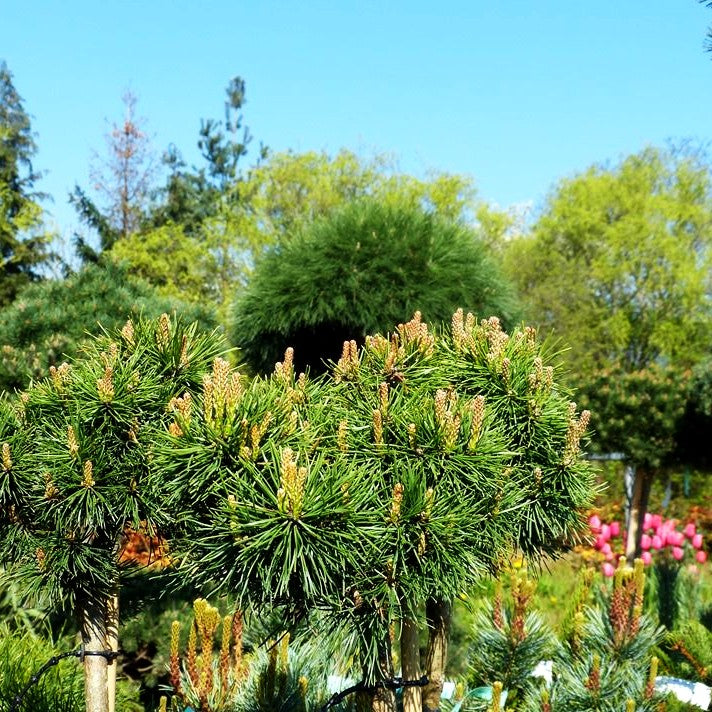 Kugel-Kiefer 'Mops' (Pinus mugo)