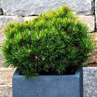 Kugel-Kiefer 'Mops' (Pinus mugo)