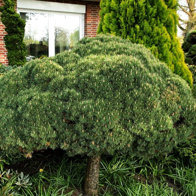 Kugel-Kiefer 'Mops' (Pinus mugo)