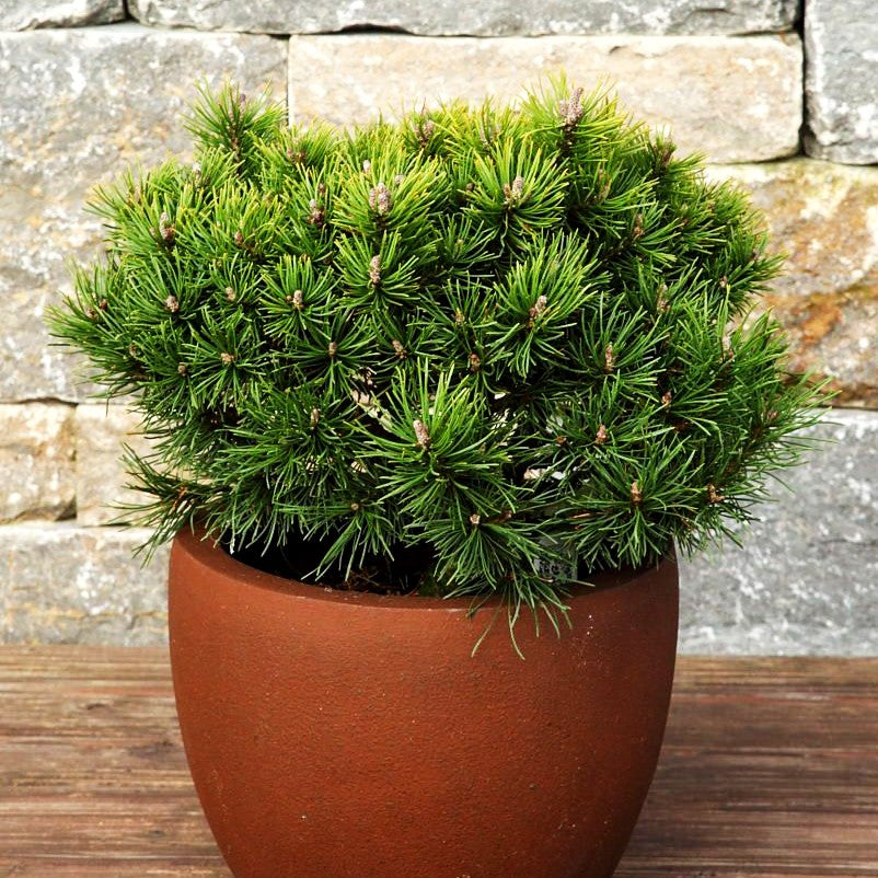 Kugel-Kiefer 'Mops' (Pinus mugo)