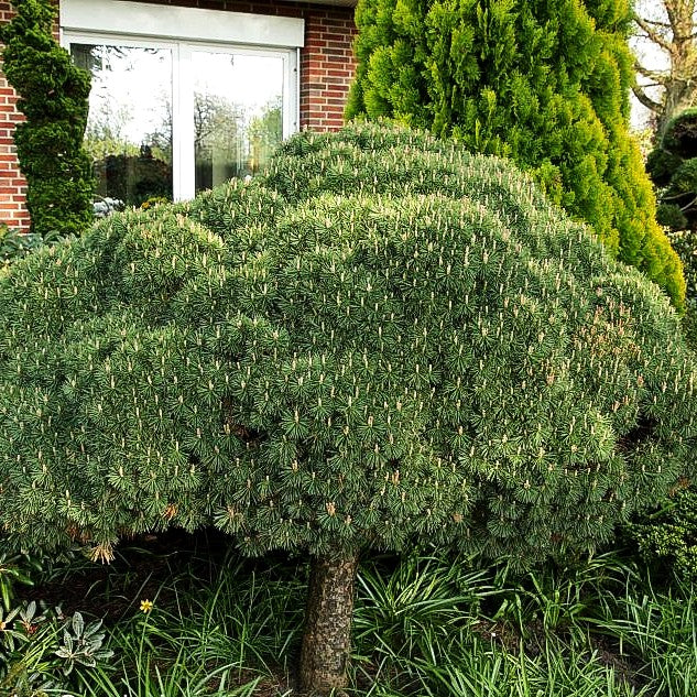Kugel-Kiefer 'Mops' (Pinus mugo)