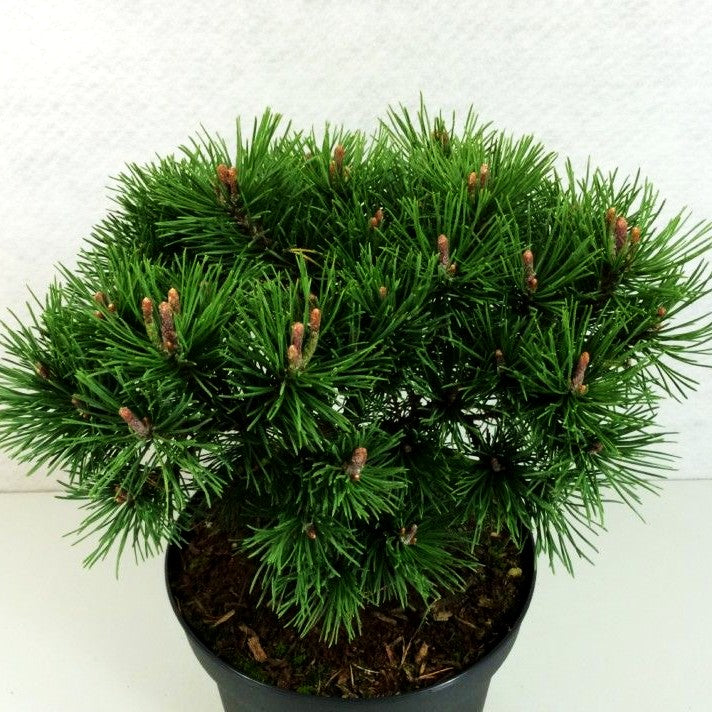 Kugel-Kiefer 'Mops' (Pinus mugo)