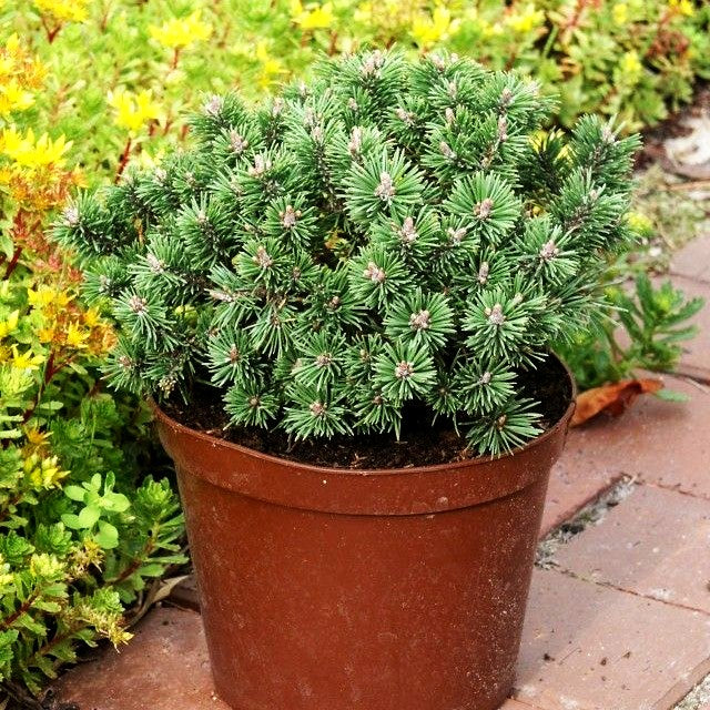 Kugel-Kiefer 'Mops' (Pinus mugo)