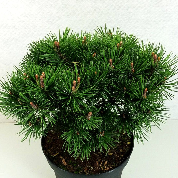 Kugel-Kiefer 'Mops' (Pinus mugo)