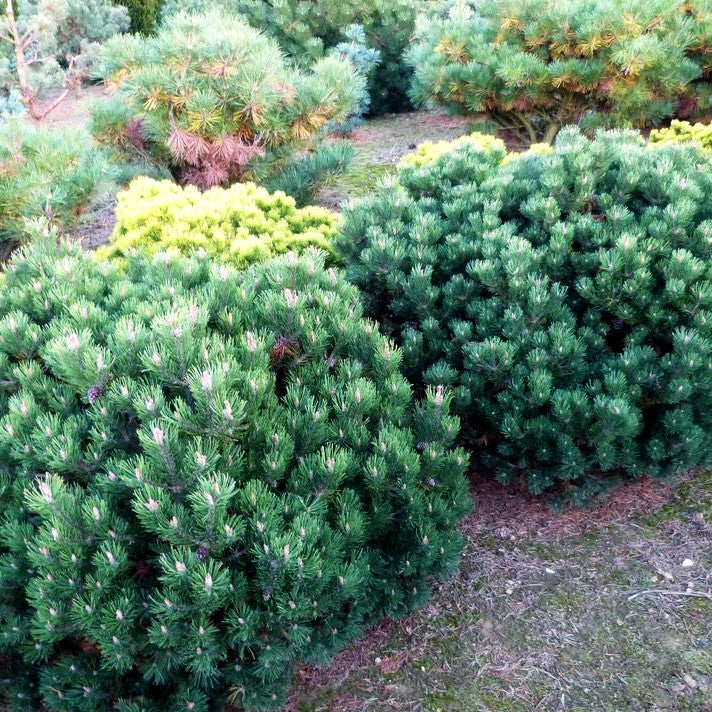Kugel-Kiefer 'Mops' (Pinus mugo)