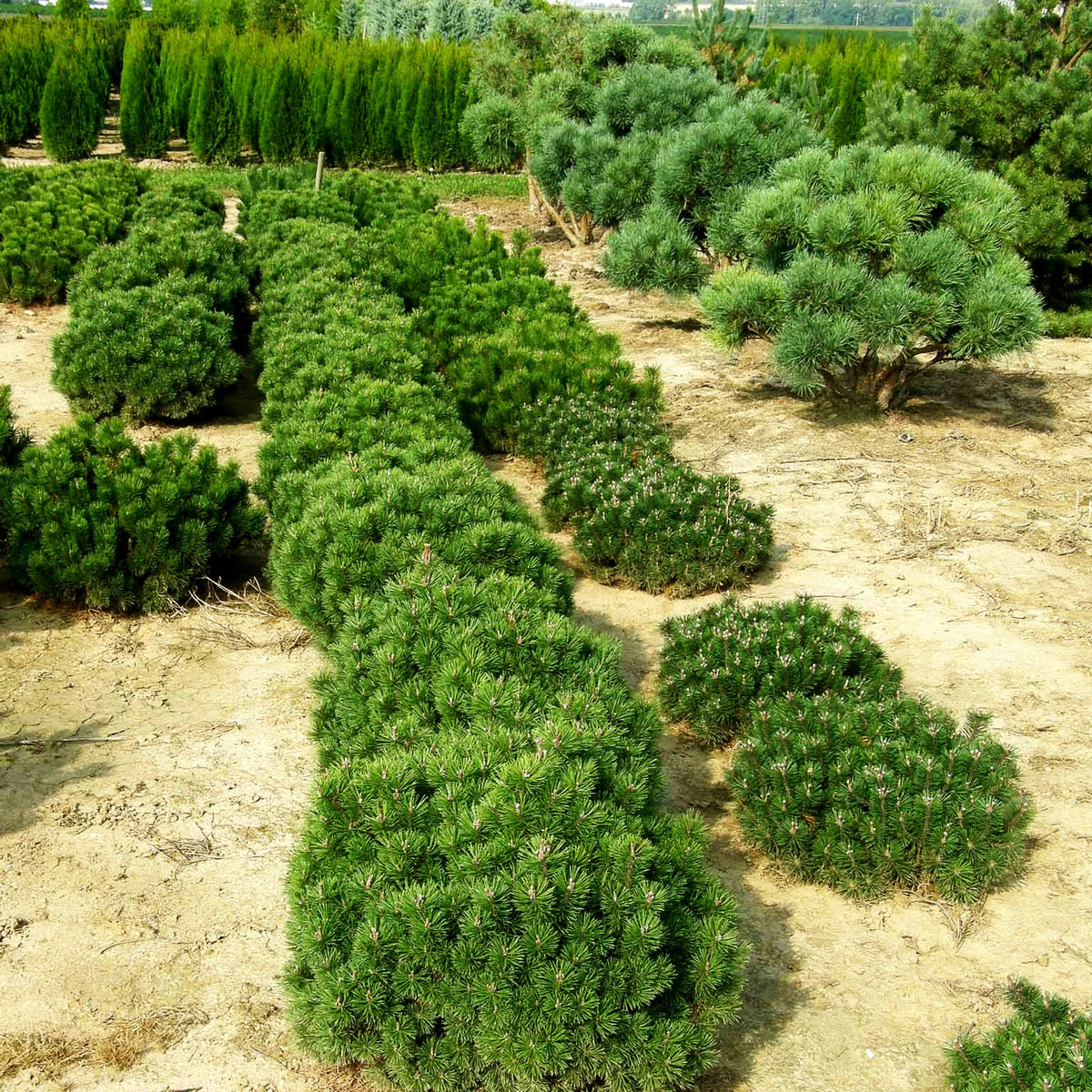 Kugel-Kiefer 'Mops' (Pinus mugo)