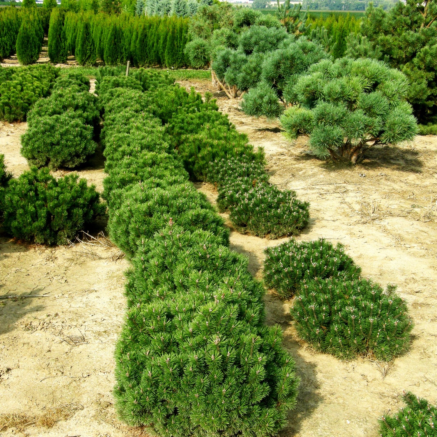 Kugel-Kiefer 'Mops' (Pinus mugo)