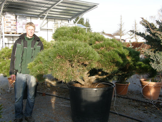 Kugel-Kiefer 'Pierrick Brégeon' (Pinus nigra)