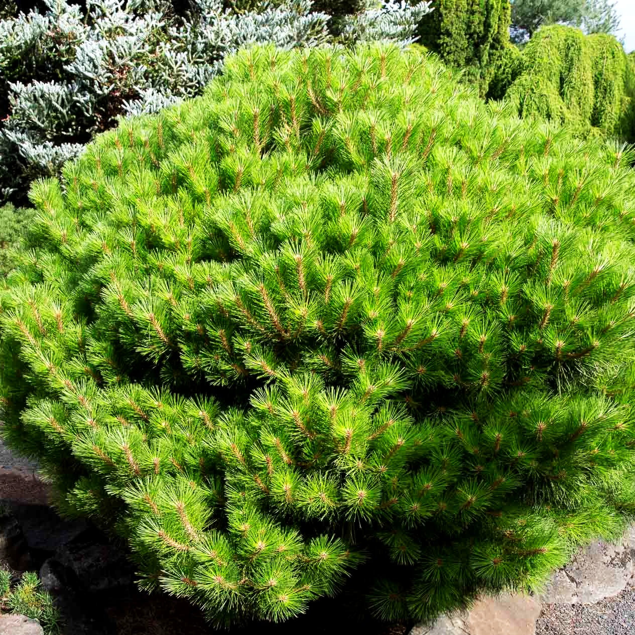 Kugel-Kiefer 'Pierrick Brégeon' (Pinus nigra)
